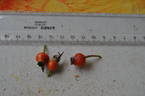 Inermis Morletii rose photo