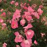 Akira Ogawa ™ rose photo