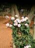 Kanyakumari ™ rose photo