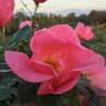 Adriana Zarri ™ rose photo