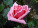 Dr. Malcolm Manners ™ rose photo