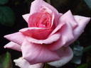 Dr. Malcolm Manners ™ rose photo