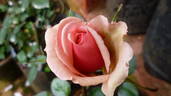 Dr. Malcolm Manners ™ rose photo