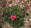Tom Thumb rose photo