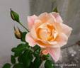 Cristina Vidal rose photo