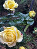 Desi rose photo