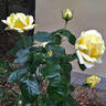 Desi rose photo