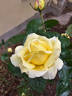 Desi rose photo