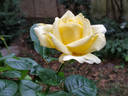 Desi rose photo