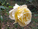 Desi rose photo