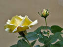 Desi rose photo