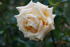 Champagne rose photo