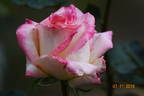 Kraljica Marija rose photo