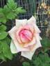 Tipsy Imperial Concubine rose photo