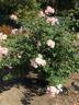 Lady of the Dawn rose photo