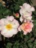 Lady of the Dawn rose photo