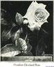 President Cleveland rose photo