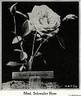 Madame A. Schwaller rose photo