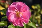 Allegro rose photo
