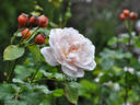 Gruss an Labenz rose photo