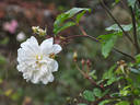 Jenny Wren rose photo