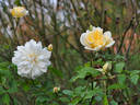 Jenny Wren rose photo