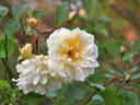 Jenny Wren rose photo