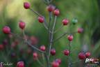 Pookah rose photo