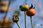 Prairie Harvest rose photo