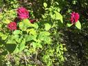 Glastonbury rose photo