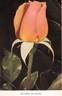 Duchess of Atholl rose photo