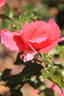 Violinista Costa rose photo