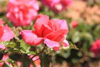 Violinista Costa rose photo