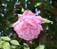 Empress of China rose photo