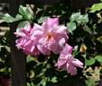 Empress of China rose photo