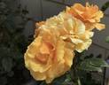 Butter Melon rose photo