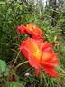 Roman Holiday rose photo