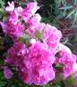 Vineyard Song rose photo