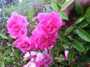 Vineyard Song rose photo