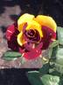 Memphis Music rose photo