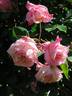 Pink Maman Cochet, Cl. rose photo