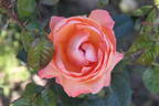 Lady Marmalade rose photo
