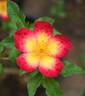 Emma de Barcelona rose photo