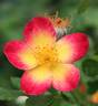 Emma de Barcelona rose photo