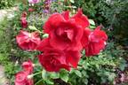 Rote Ellen Poulsen rose photo