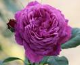 Eufemia rose photo