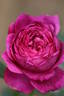 Eufemia rose photo
