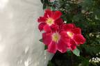 Red Coat rose photo