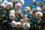 Lordly Oberon rose photo