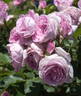 Perfume Perfection rose photo